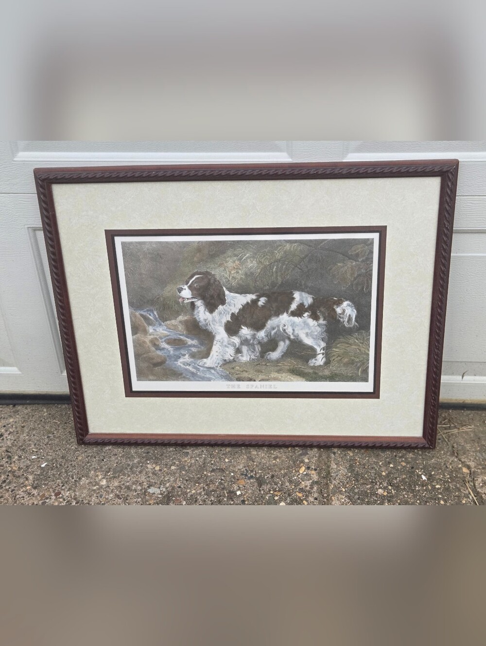 Spaniel Wall Art Print in Brown and White - The Spaniel
